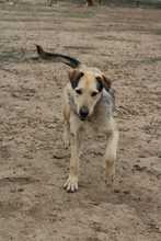 FARAMIR, Hund, Mischlingshund in Rumänien - Bild 2