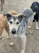 FARAMIR, Hund, Mischlingshund in Rumänien - Bild 5