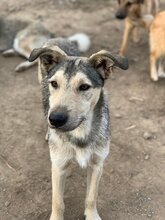 FARAMIR, Hund, Mischlingshund in Rumänien - Bild 6