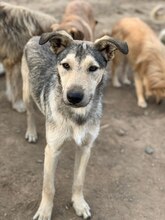 FARAMIR, Hund, Mischlingshund in Rumänien - Bild 7