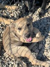 FARAMIR, Hund, Mischlingshund in Rumänien - Bild 9