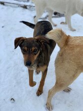 NIKI, Hund, Mischlingshund in Rumänien - Bild 4