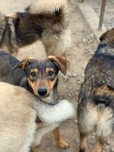 NIKI, Hund, Mischlingshund in Rumänien - Bild 5