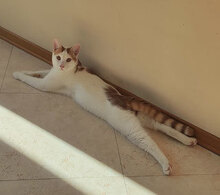 HARRY, Katze, Hauskatze in Bulgarien