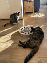 DAISY, Katze, Hauskatze in Korbach - Bild 1