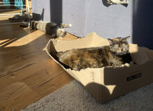 DAISY, Katze, Hauskatze in Korbach - Bild 3