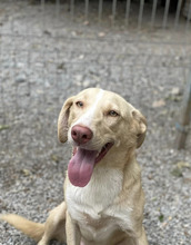 CREAM, Hund, Mischlingshund in Mönchengladbach - Bild 1