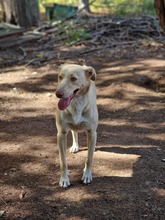 CREAM, Hund, Mischlingshund in Mönchengladbach - Bild 10