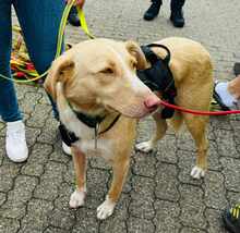 CREAM, Hund, Mischlingshund in Mönchengladbach - Bild 16