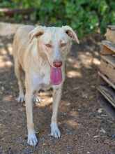 CREAM, Hund, Mischlingshund in Mönchengladbach - Bild 2