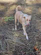 CREAM, Hund, Mischlingshund in Mönchengladbach - Bild 6