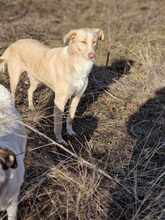 CREAM, Hund, Mischlingshund in Mönchengladbach - Bild 7