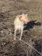 CREAM, Hund, Mischlingshund in Mönchengladbach - Bild 8