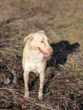 CREAM, Hund, Mischlingshund in Mönchengladbach - Bild 9