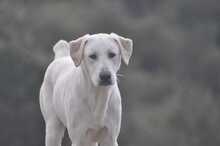 ERNIE, Hund, Deutscher Schäferhund in Griechenland - Bild 7