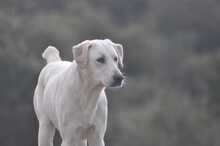 ERNIE, Hund, Deutscher Schäferhund in Griechenland - Bild 8