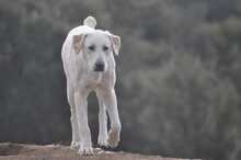 ERNIE, Hund, Deutscher Schäferhund in Griechenland - Bild 9