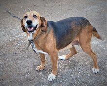 HONEY, Hund, Mischlingshund in Bulgarien - Bild 4