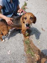 HONEY, Hund, Mischlingshund in Bulgarien - Bild 6