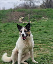 OZMO, Hund, Mischlingshund in Bulgarien - Bild 1