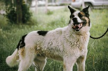 OZMO, Hund, Mischlingshund in Bulgarien - Bild 10