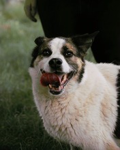 OZMO, Hund, Mischlingshund in Bulgarien - Bild 13