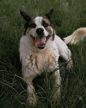 OZMO, Hund, Mischlingshund in Bulgarien - Bild 14