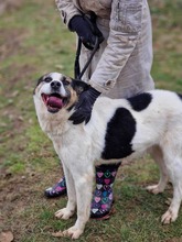 OZMO, Hund, Mischlingshund in Bulgarien - Bild 6