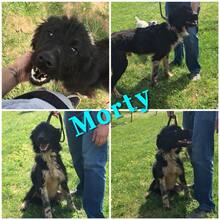 MORTY, Hund, Mischlingshund in Bulgarien - Bild 11