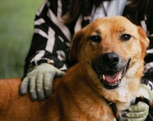 KORINE, Hund, Mischlingshund in Bulgarien - Bild 16