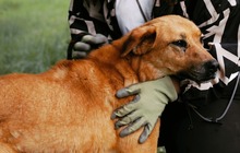 KORINE, Hund, Mischlingshund in Bulgarien - Bild 17