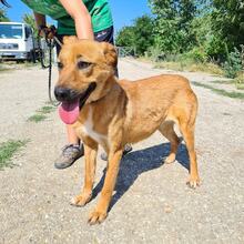 KORINE, Hund, Mischlingshund in Bulgarien - Bild 2