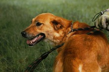 KORINE, Hund, Mischlingshund in Bulgarien - Bild 20