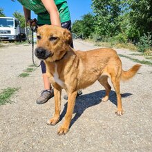 KORINE, Hund, Mischlingshund in Bulgarien - Bild 3