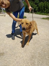 KORINE, Hund, Mischlingshund in Bulgarien - Bild 4