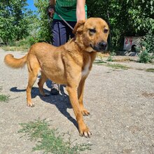 KORINE, Hund, Mischlingshund in Bulgarien - Bild 5