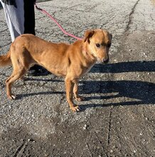 KORINE, Hund, Mischlingshund in Bulgarien - Bild 6