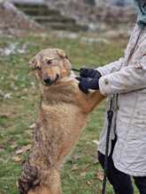 ADA, Hund, Mischlingshund in Bulgarien - Bild 13