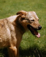 ADA, Hund, Mischlingshund in Bulgarien - Bild 18