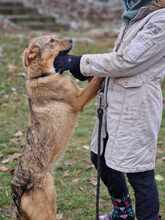 ADA, Hund, Mischlingshund in Bulgarien - Bild 5