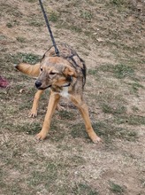 ADA, Hund, Mischlingshund in Bulgarien - Bild 6