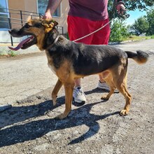 DRAKE, Hund, Deutscher Schäferhund-Mix in Bulgarien - Bild 10