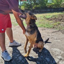 DRAKE, Hund, Deutscher Schäferhund-Mix in Bulgarien - Bild 12