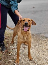 GABBY, Hund, Mischlingshund in Bulgarien - Bild 1