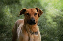 GABBY, Hund, Mischlingshund in Bulgarien - Bild 11