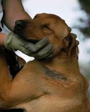 GABBY, Hund, Mischlingshund in Bulgarien - Bild 12