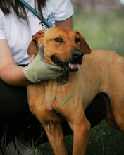 GABBY, Hund, Mischlingshund in Bulgarien - Bild 13