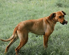 GABBY, Hund, Mischlingshund in Bulgarien - Bild 15