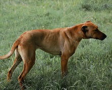 GABBY, Hund, Mischlingshund in Bulgarien - Bild 16