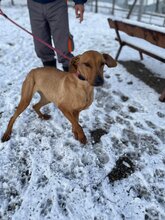 GABBY, Hund, Mischlingshund in Bulgarien - Bild 5